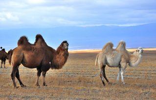 成人旋转骆驼怎么玩视频,跟随视频轻松掌握技巧