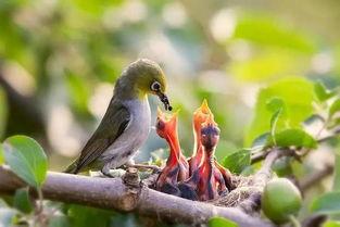 小鸟变成人刘佳希视频