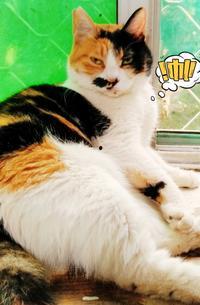 猫变成人花絮视频大全,幕后趣事大盘点